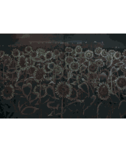 Dawn (Sunflower)  破晓