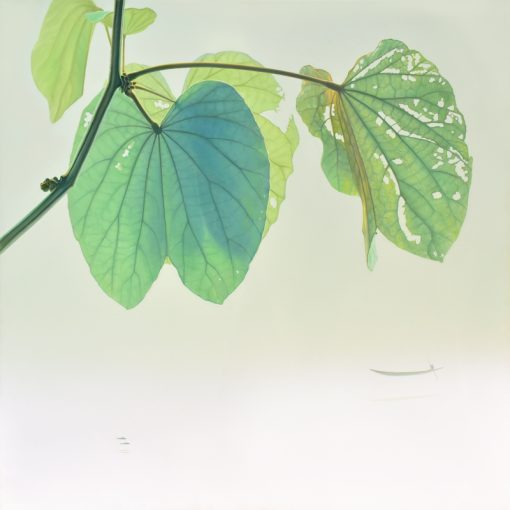 Yuttana Chompupuen_Leaf