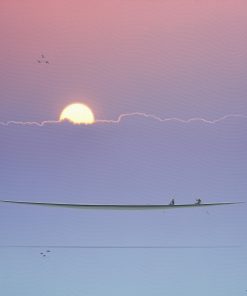 Dreamscape V80